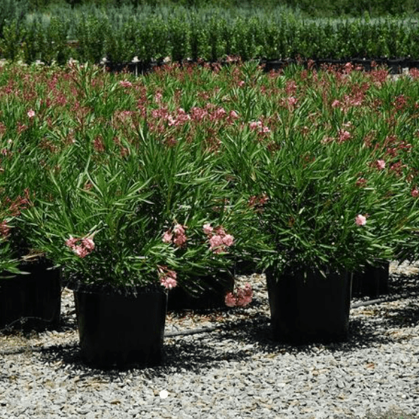 Oleander 'Mrs Roeding' – Yardwork