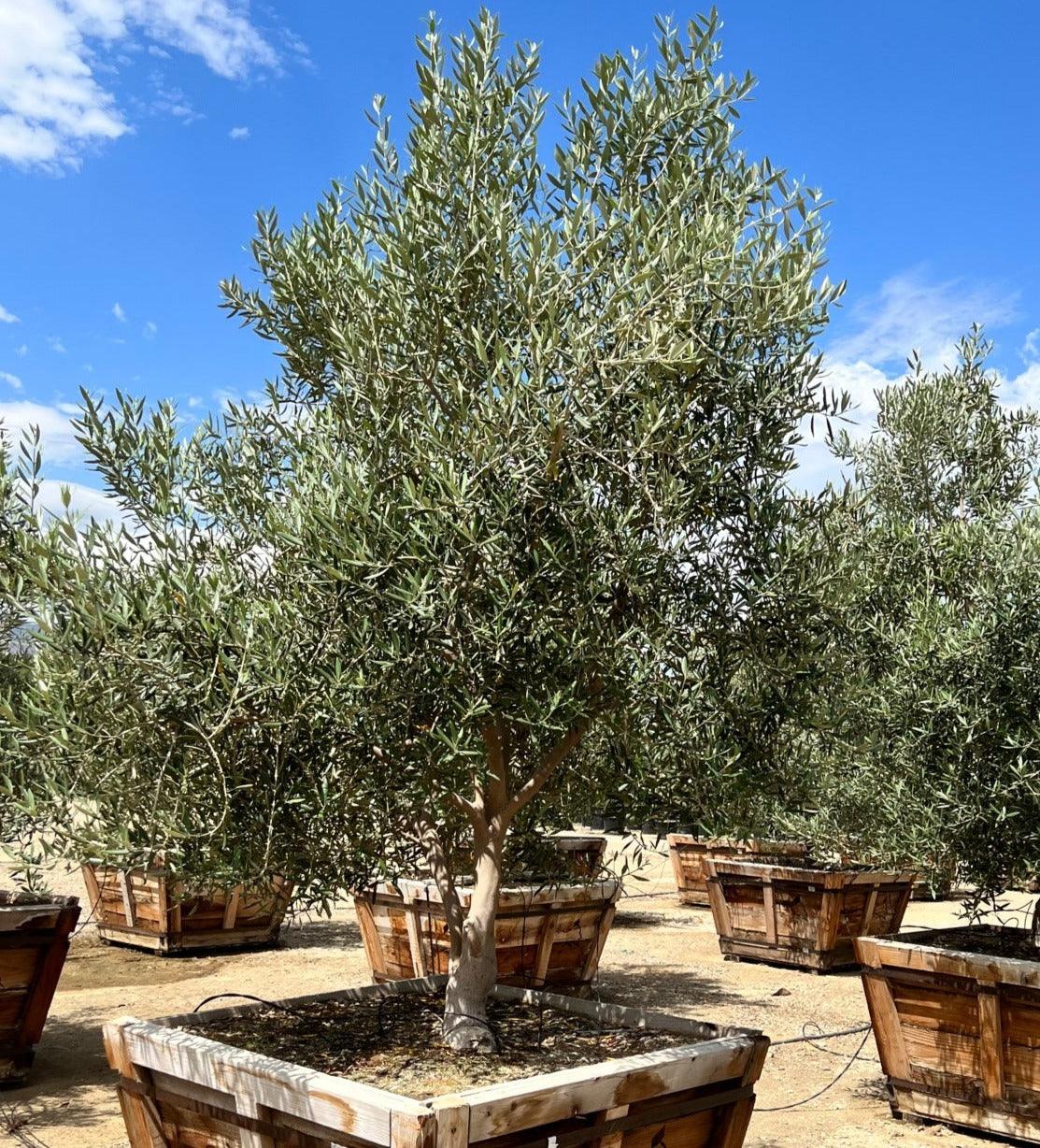 Fruitless Olive Tree Swan Hill