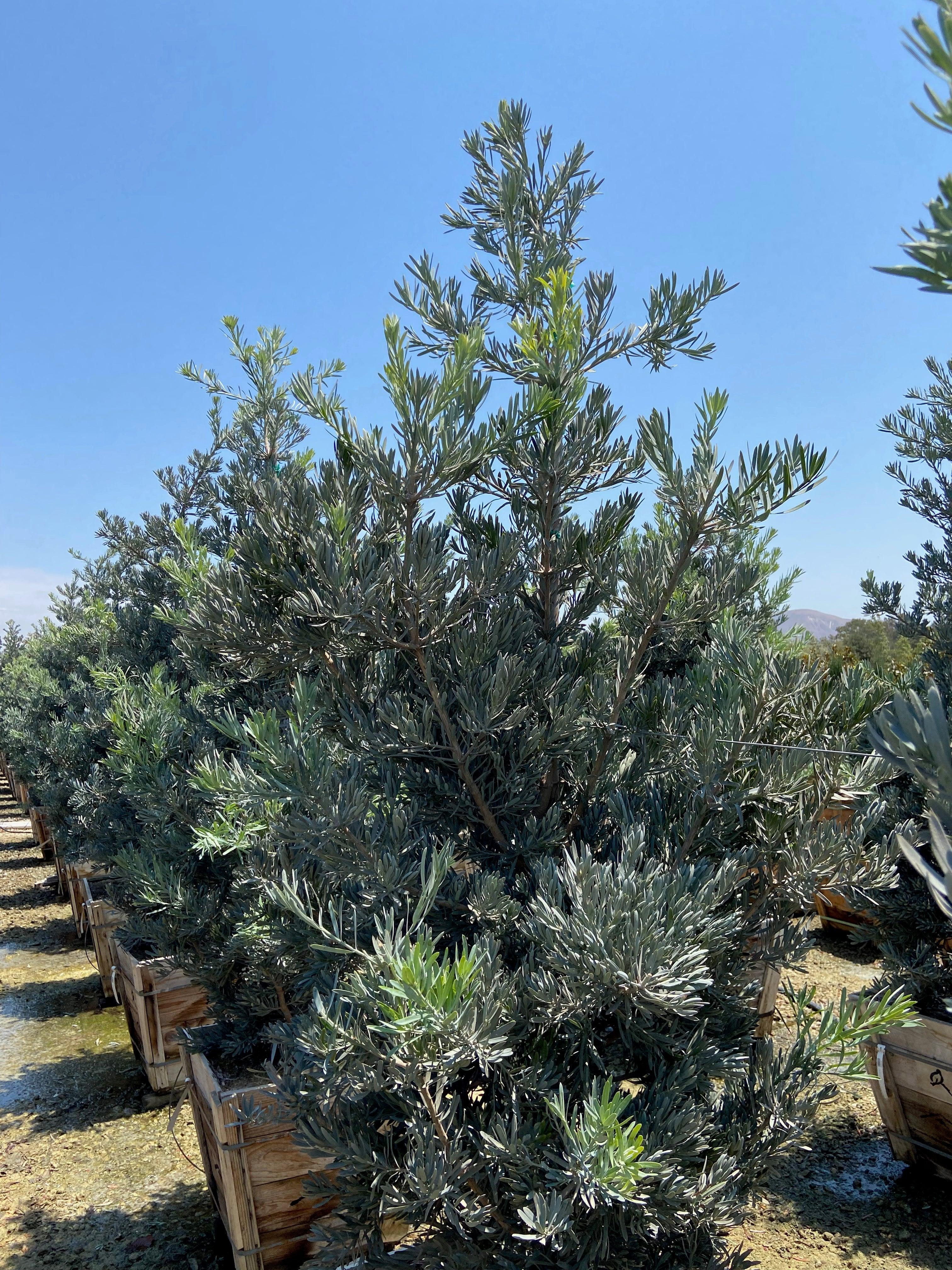 Podocarpus Icee Blue