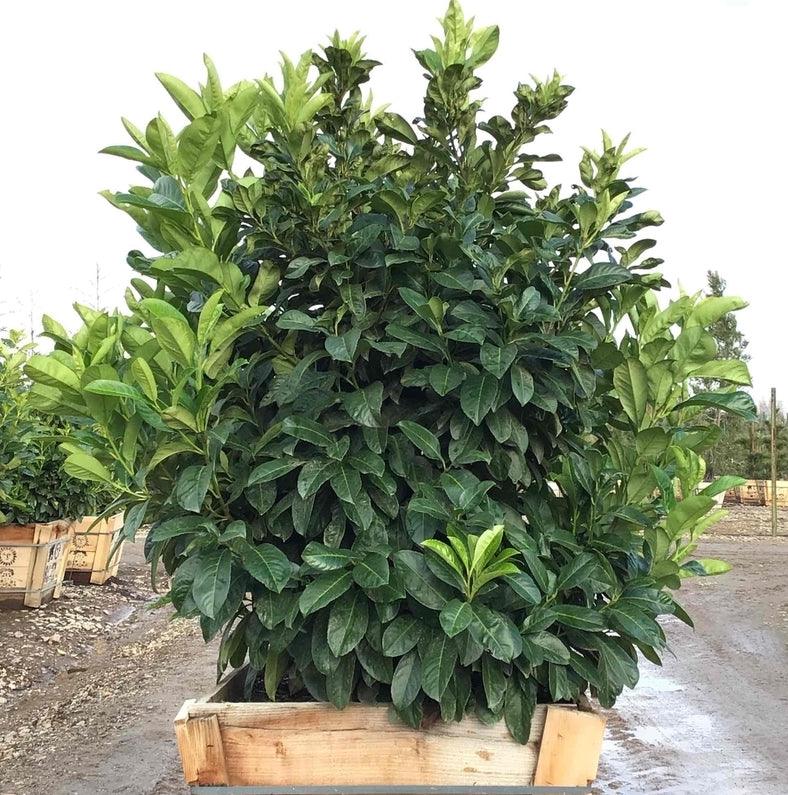 Prunus Laurocerasus