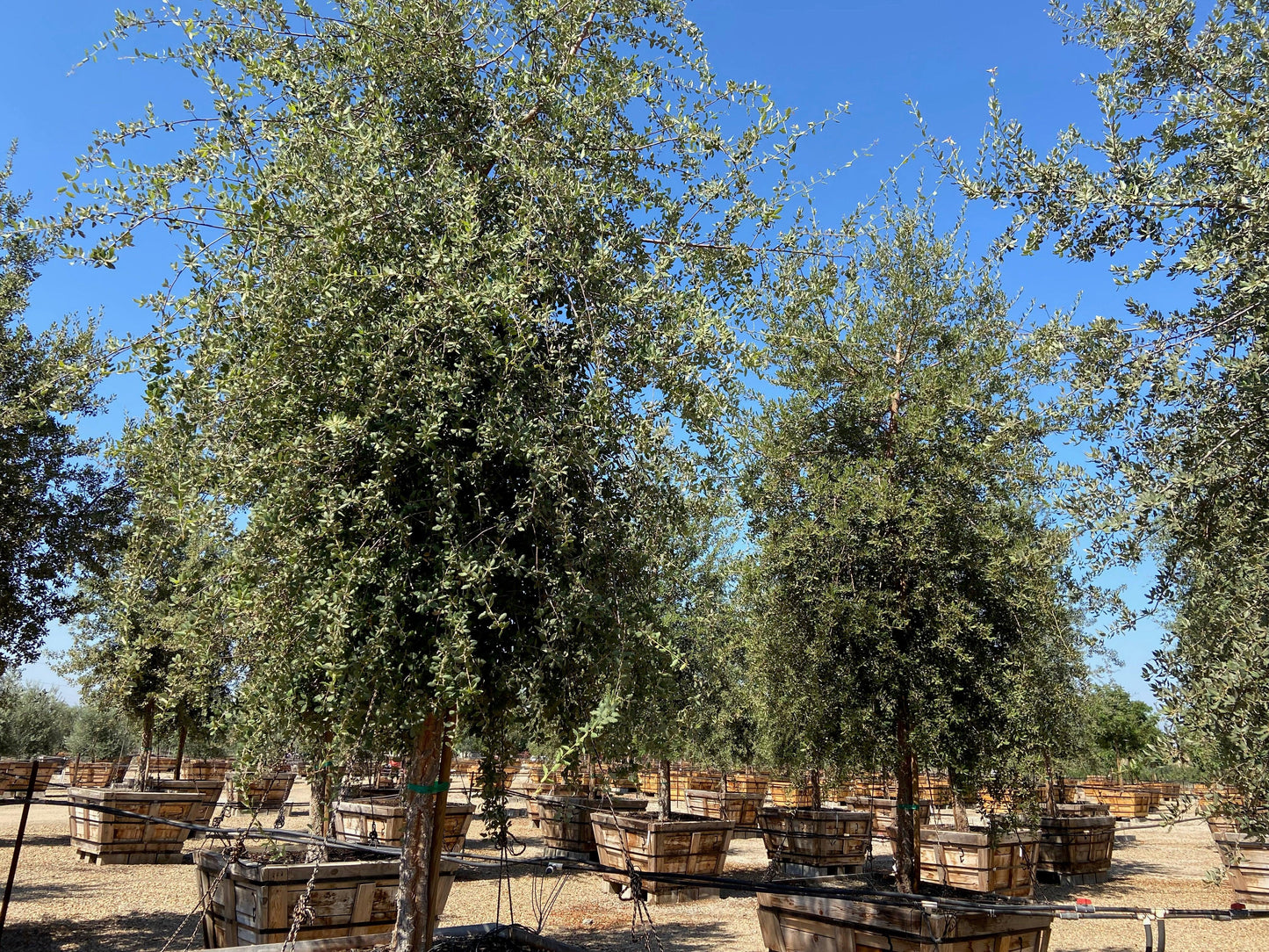 Cork Oak (Quercus Suber)