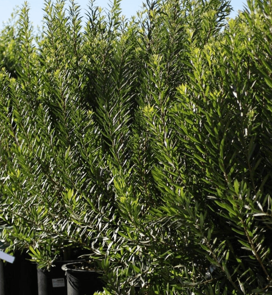 Pacific Wax Myrtle - Myrica Californica