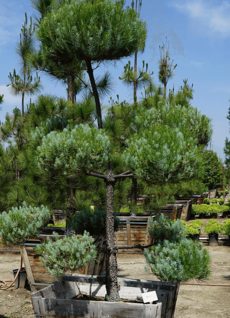 Canary Island Pine (Pinus Canariensis) - Pulled Nursery