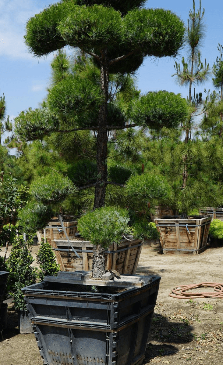 Canary Island Pine (Pinus Canariensis) - Pulled Nursery