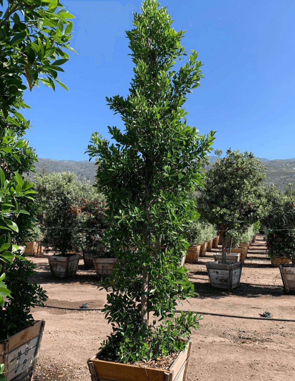 Indian Laurel Columns - Ficus microcarpa nitida - Pulled Nursery