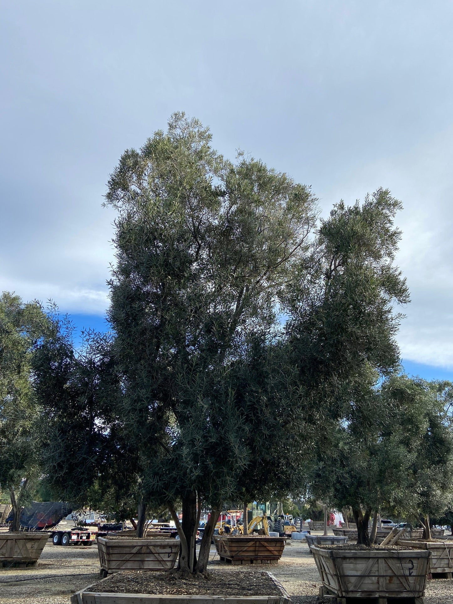 Swan Hill Olives® Fruitless Olive Tree - Olea Europaea 'Swan Hill' - Yardwork Nursery