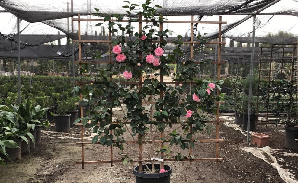 Debutante Camellia - Camellia japonica 'Debutante' – Yardwork