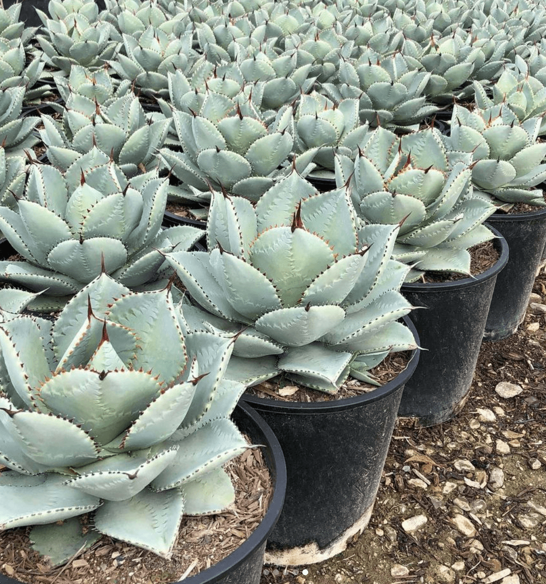 blue wave succulent Agave Blue Wave
