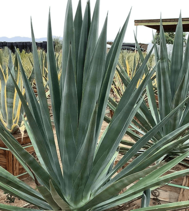 Agave Sisalana