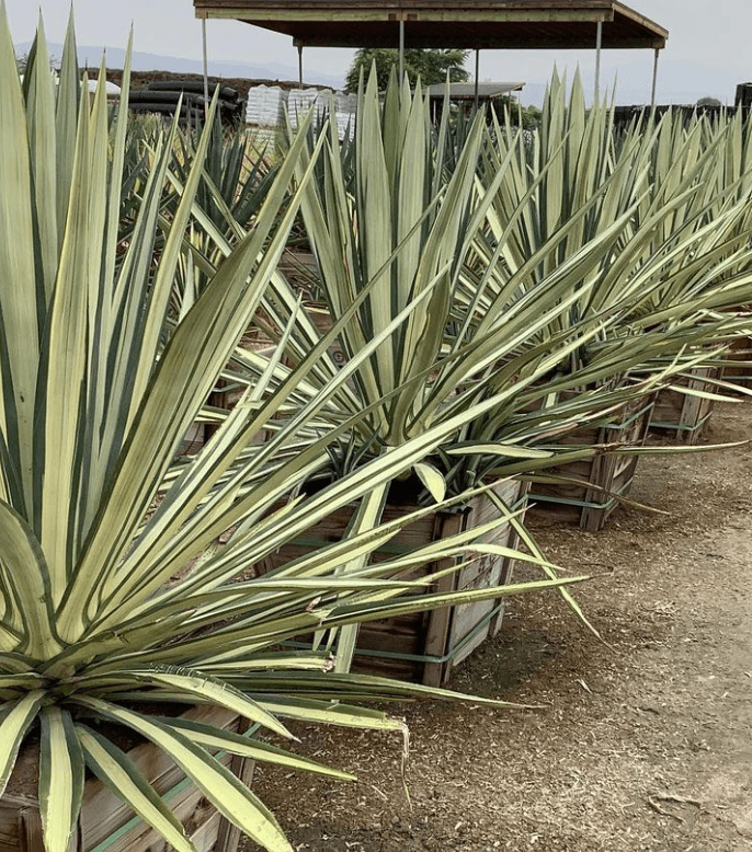 Agave Sisalana