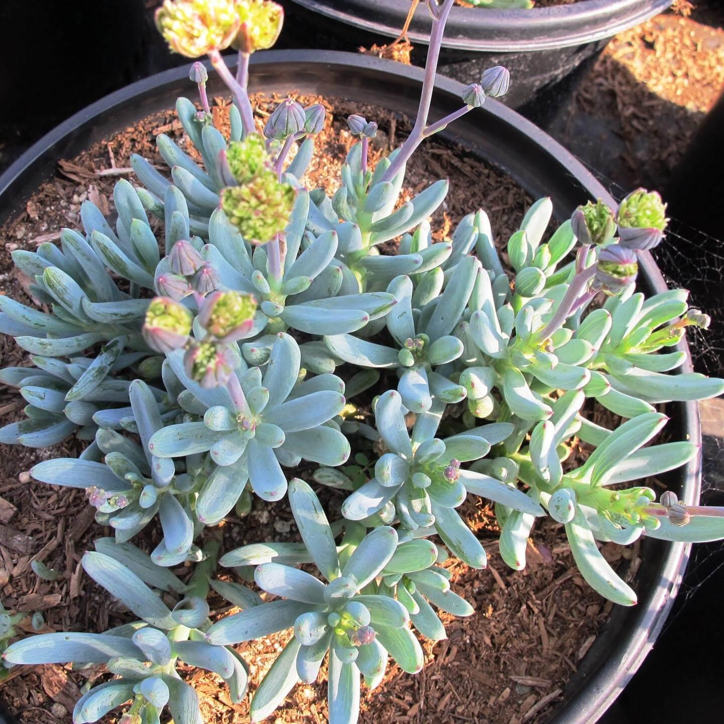 succulent senecio blue chalk fingers Blue Chalk Sticks (Senecio Serpens)
