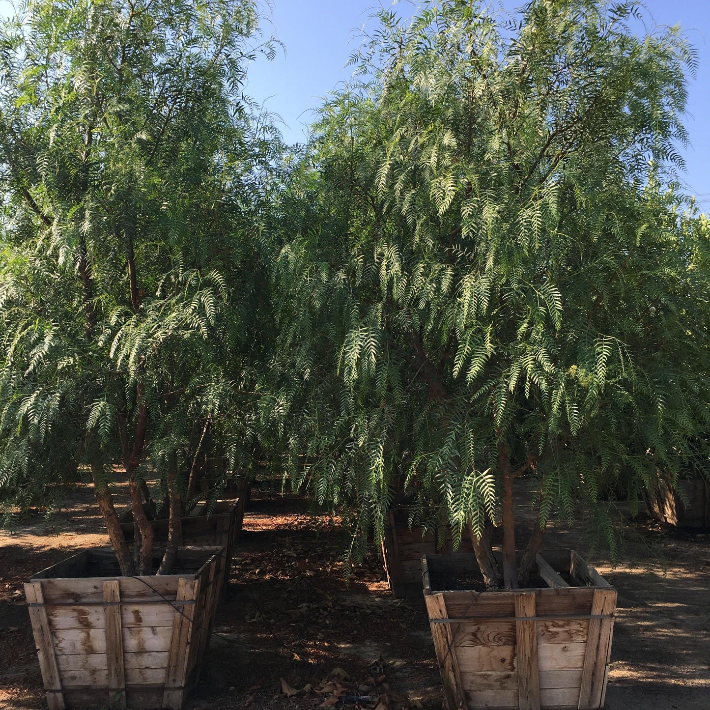 California Pepper Tree (Schinus Molle)