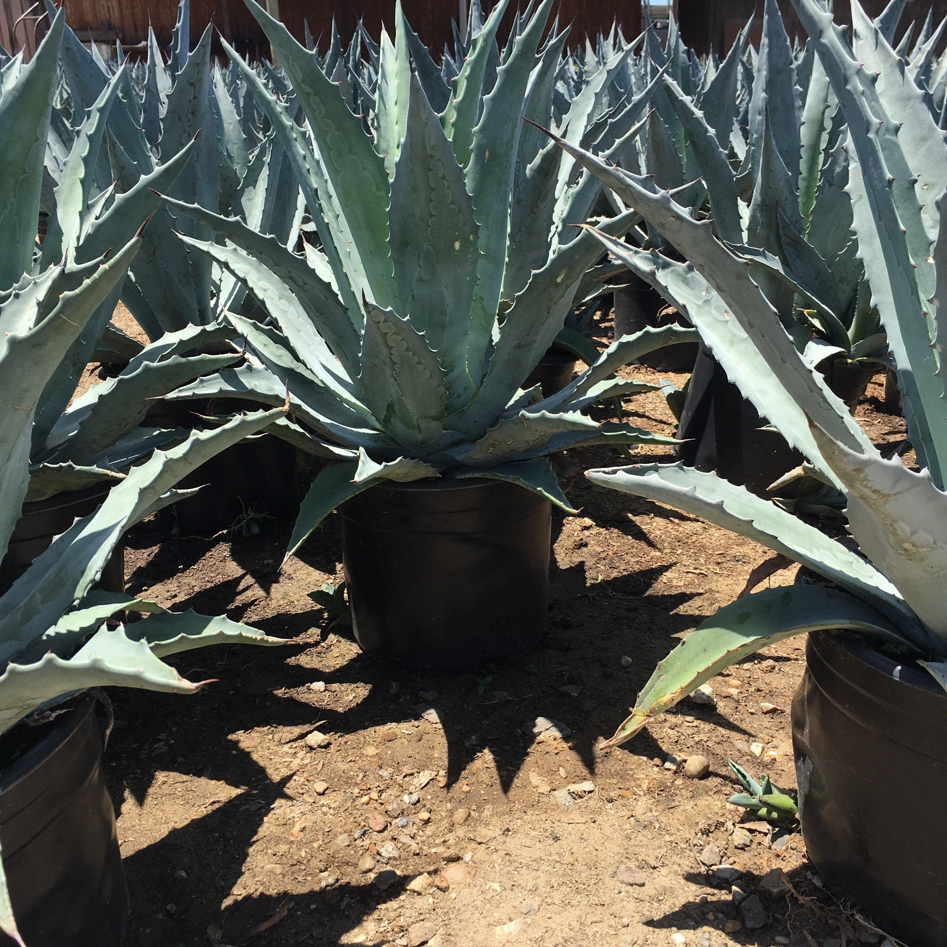 tree agave Century Plant