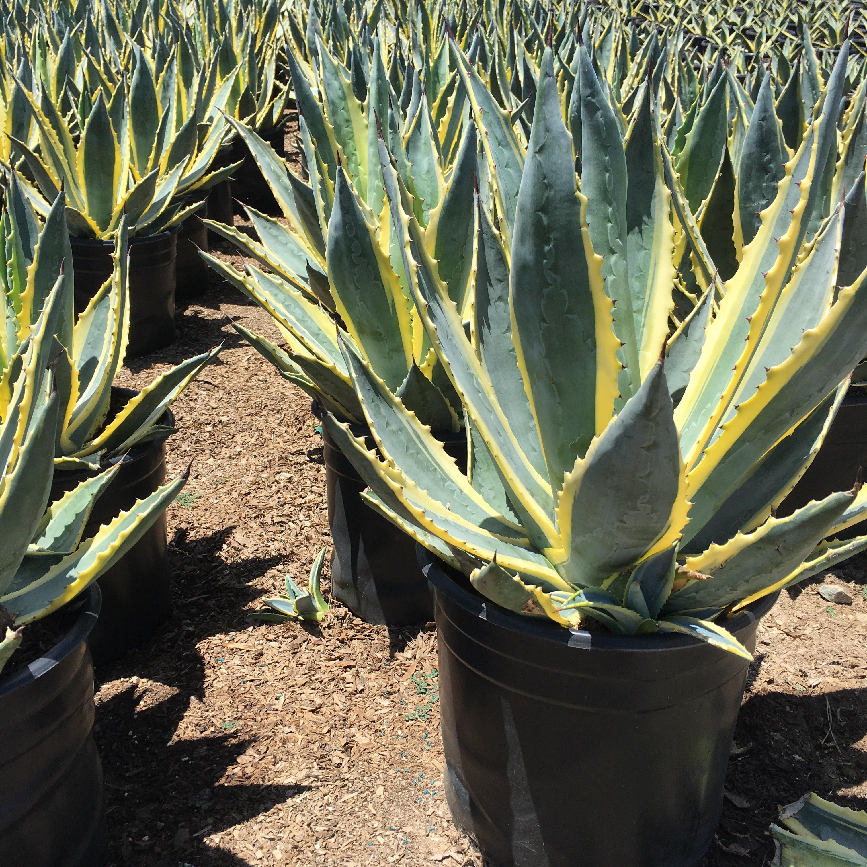 succulent agave Century Plant (Agave Americana)
