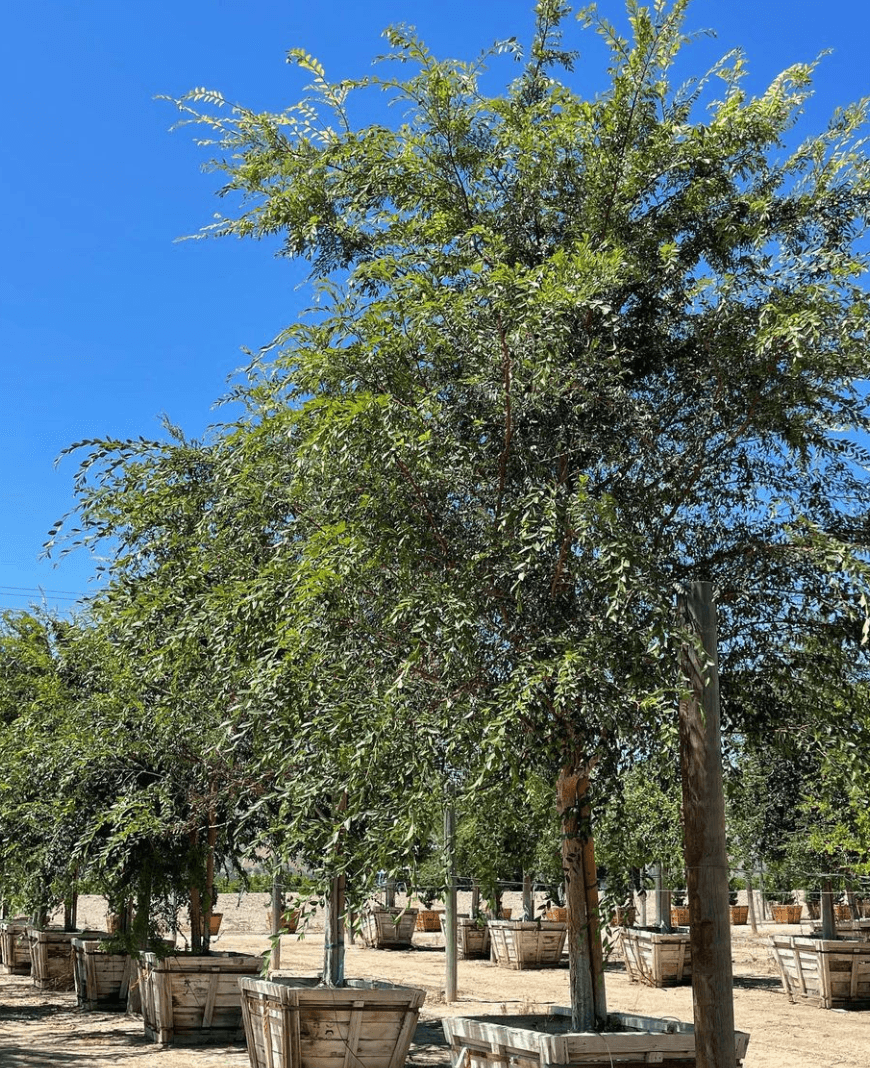 Chinese Elm Tree (Ulmus Parvifolia) - Pulled Nursery