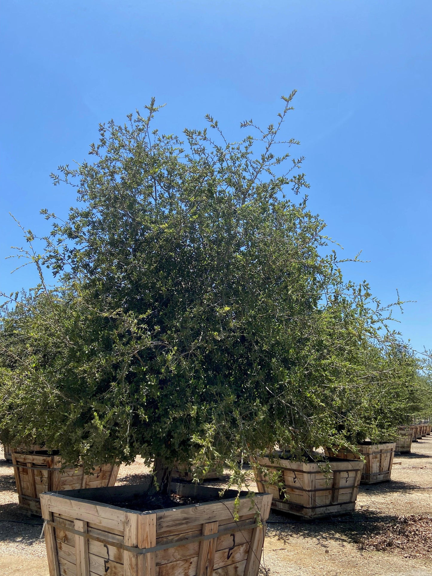 Coast Live Oak (Quercus Agrifolia) - Pulled Nursery