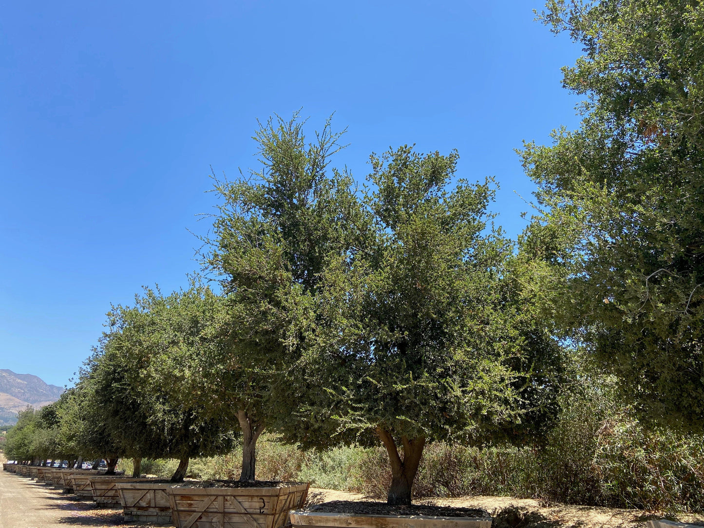 Coast Live Oak (Quercus Agrifolia) - Pulled Nursery