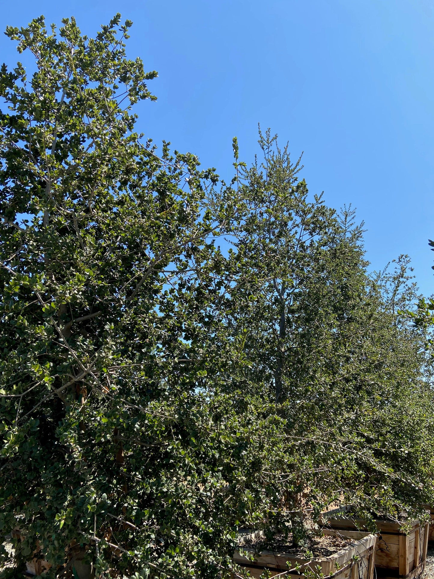 Coast Live Oak (Quercus Agrifolia) - Pulled Nursery
