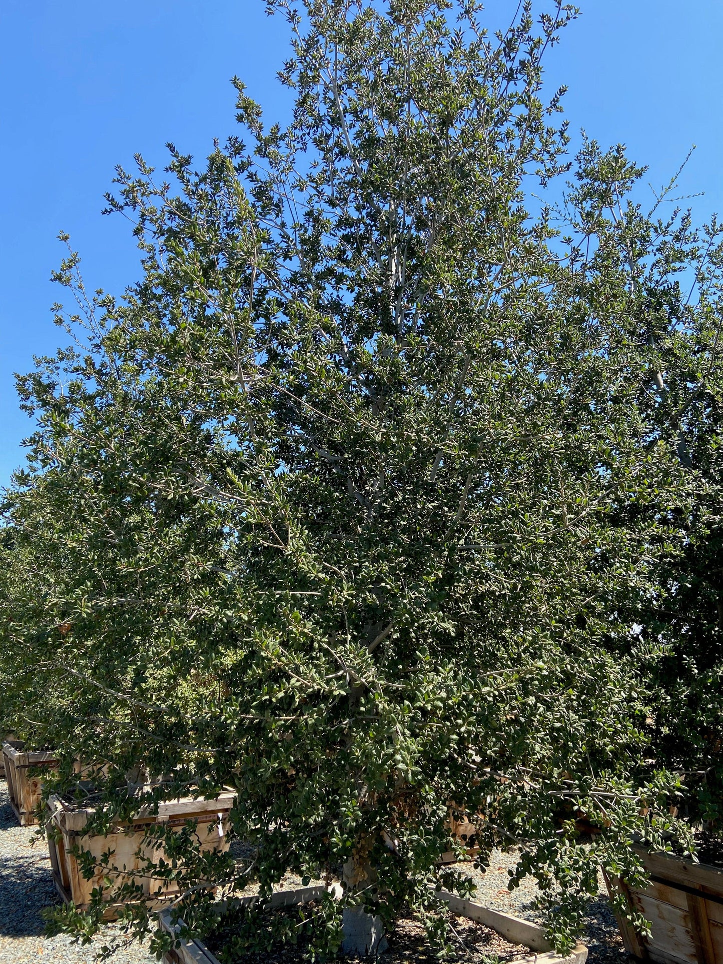 Coast Live Oak (Quercus Agrifolia) - Pulled Nursery