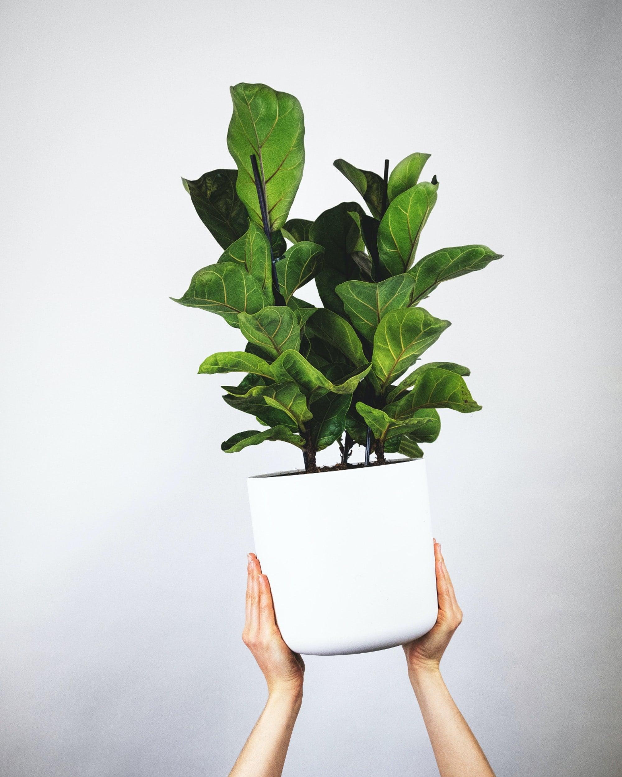 send a fiddle leaf fig Fiddle Leaf Fig – Yardwork
