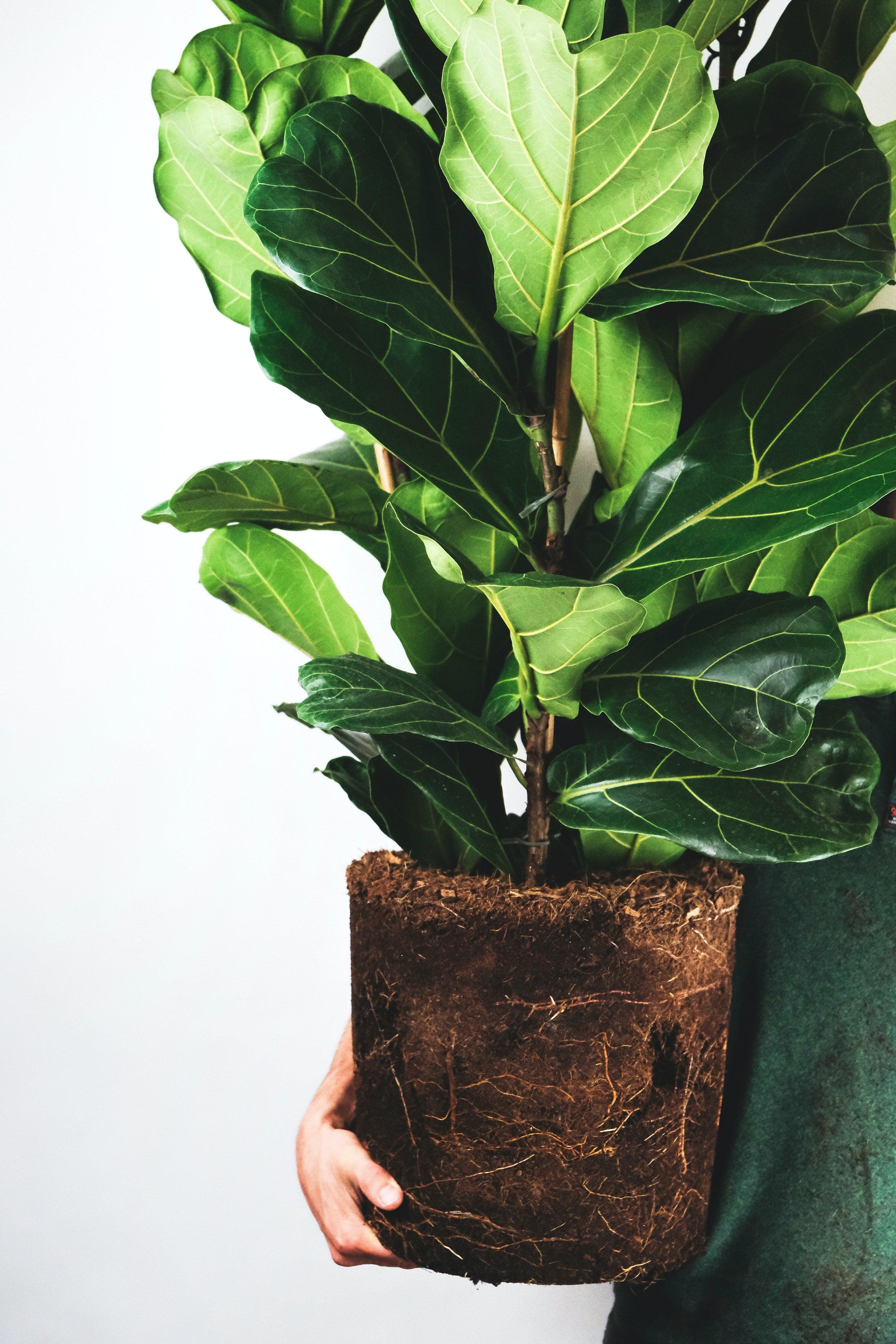 grandin road fiddle leaf fig Fiddle Leaf Fig