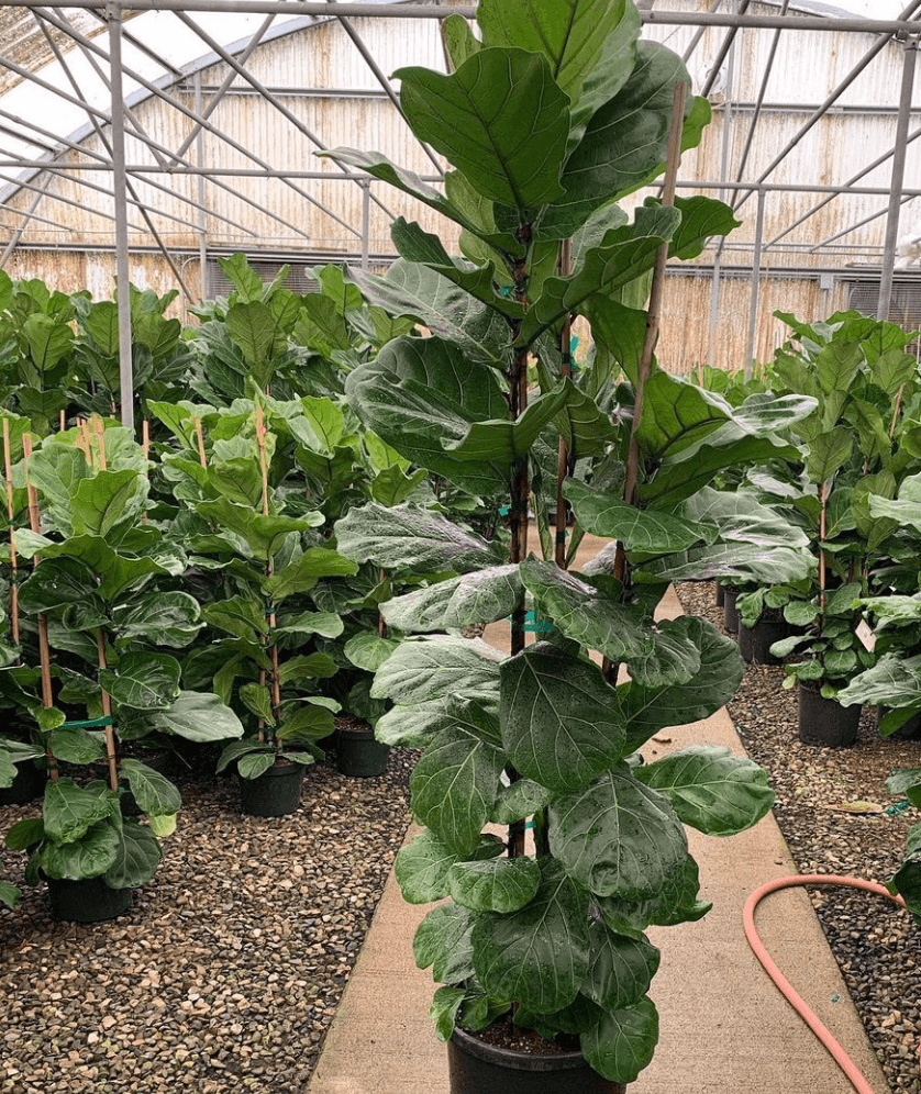 nursery fiddle leaf fig Fiddle Leaf Fig