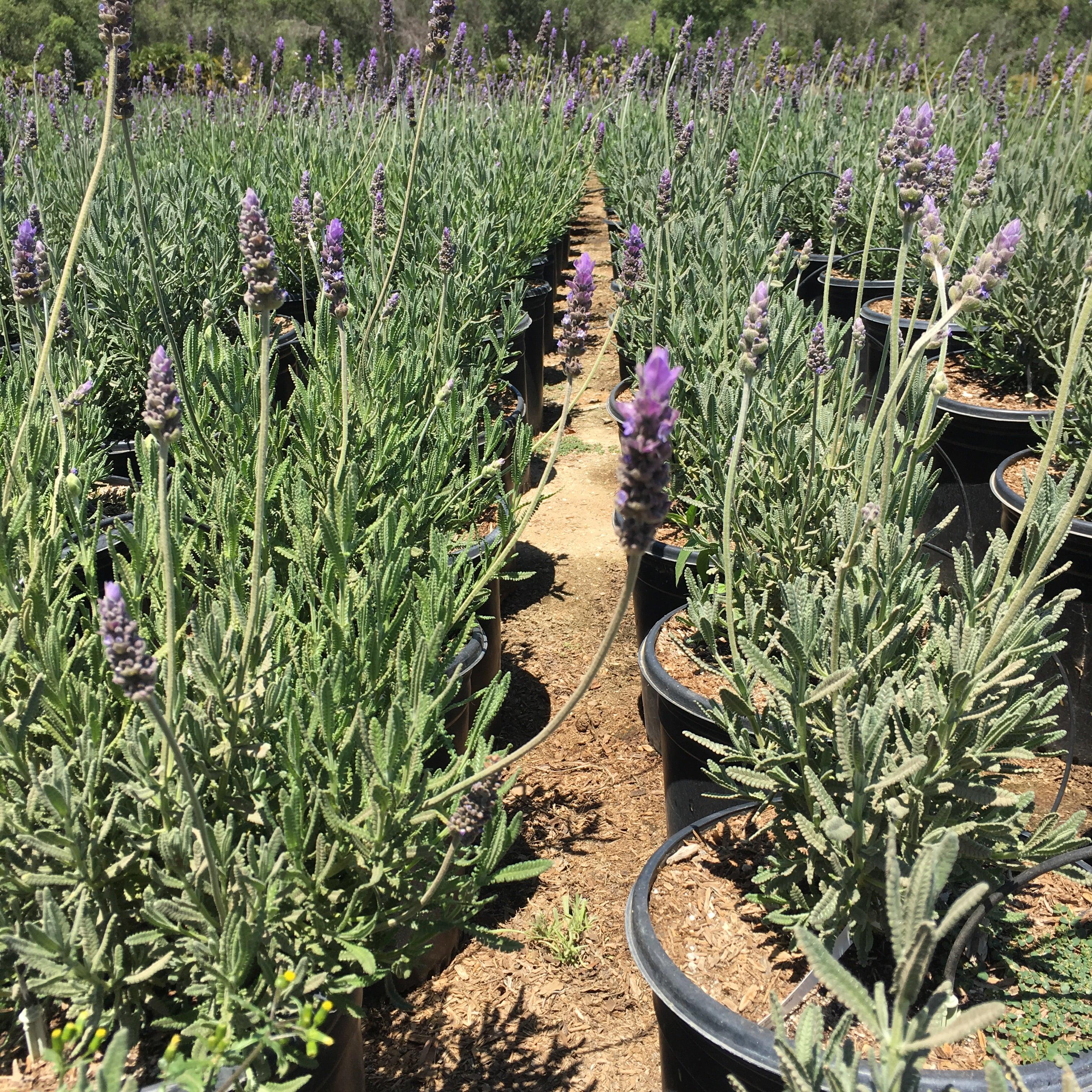 French Lavender (Lavandula Dentata)