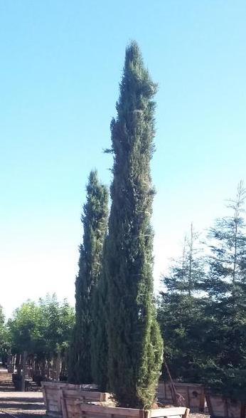 Italian Cypress (Cupressus sempervirens) - Pulled Nursery