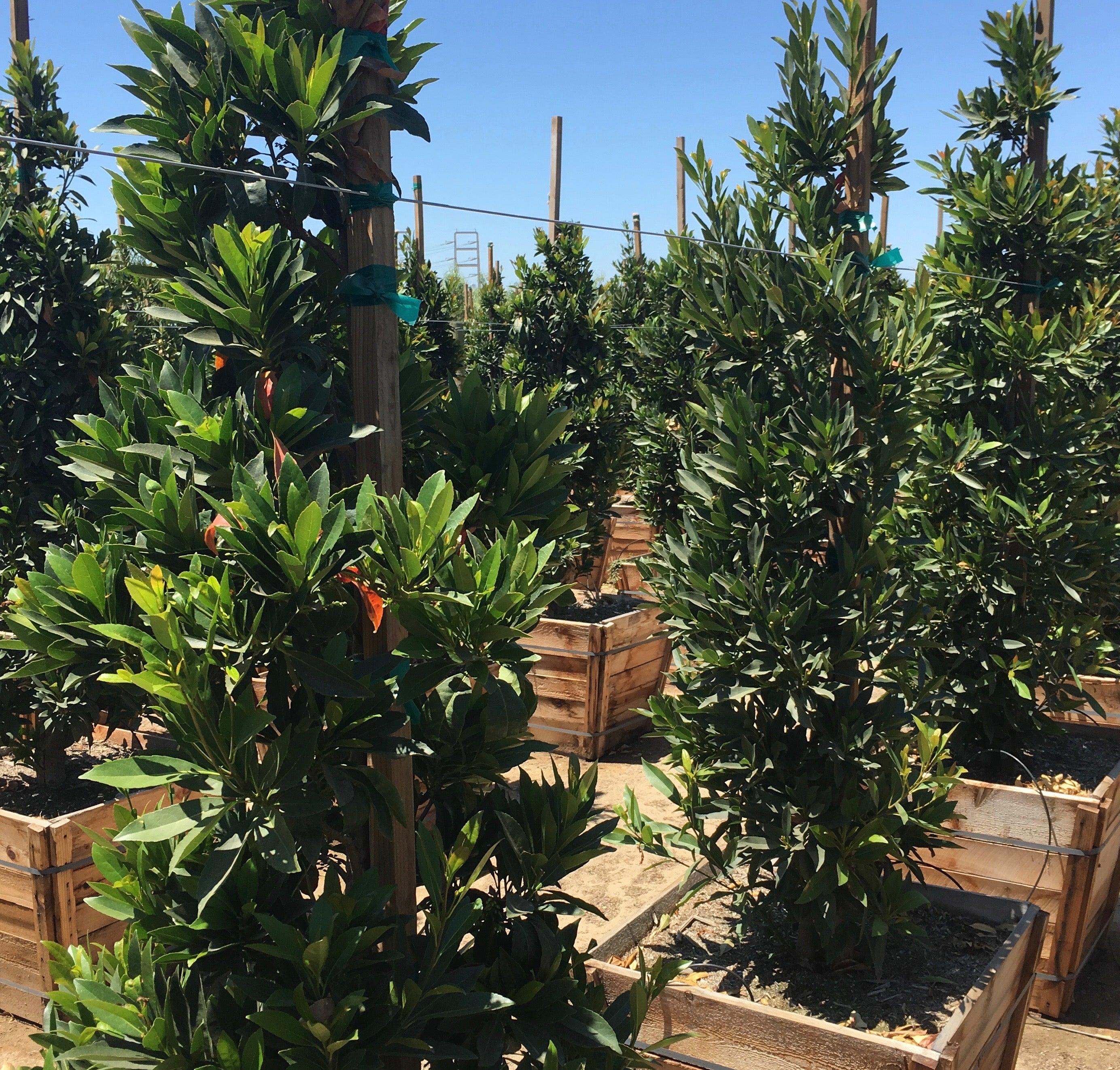 japanese blueberry tree bonsai Japanese Blueberry Tree for Sale