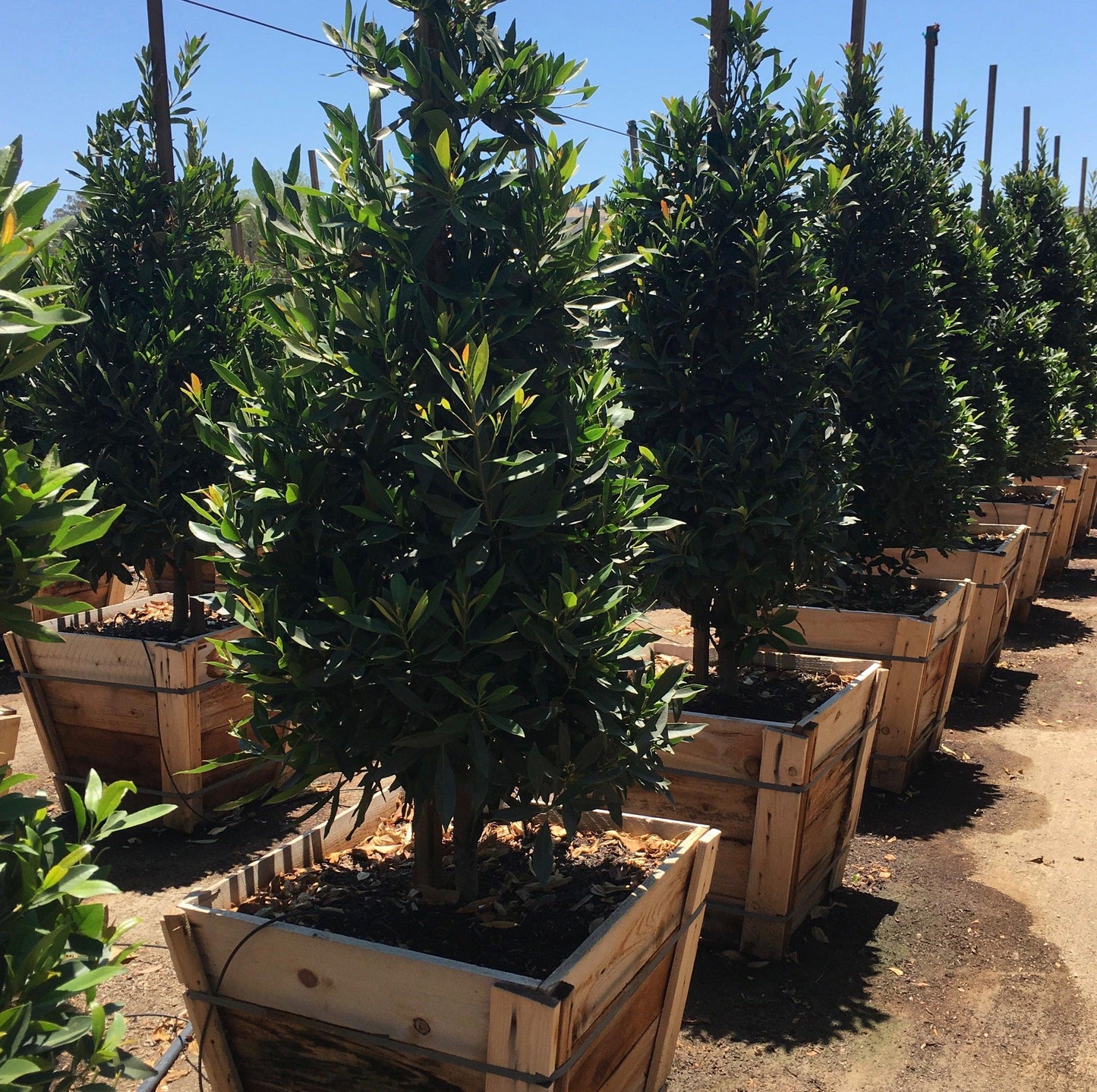 Japanese Blueberry Tree (Elaeocarpus Decipiens)