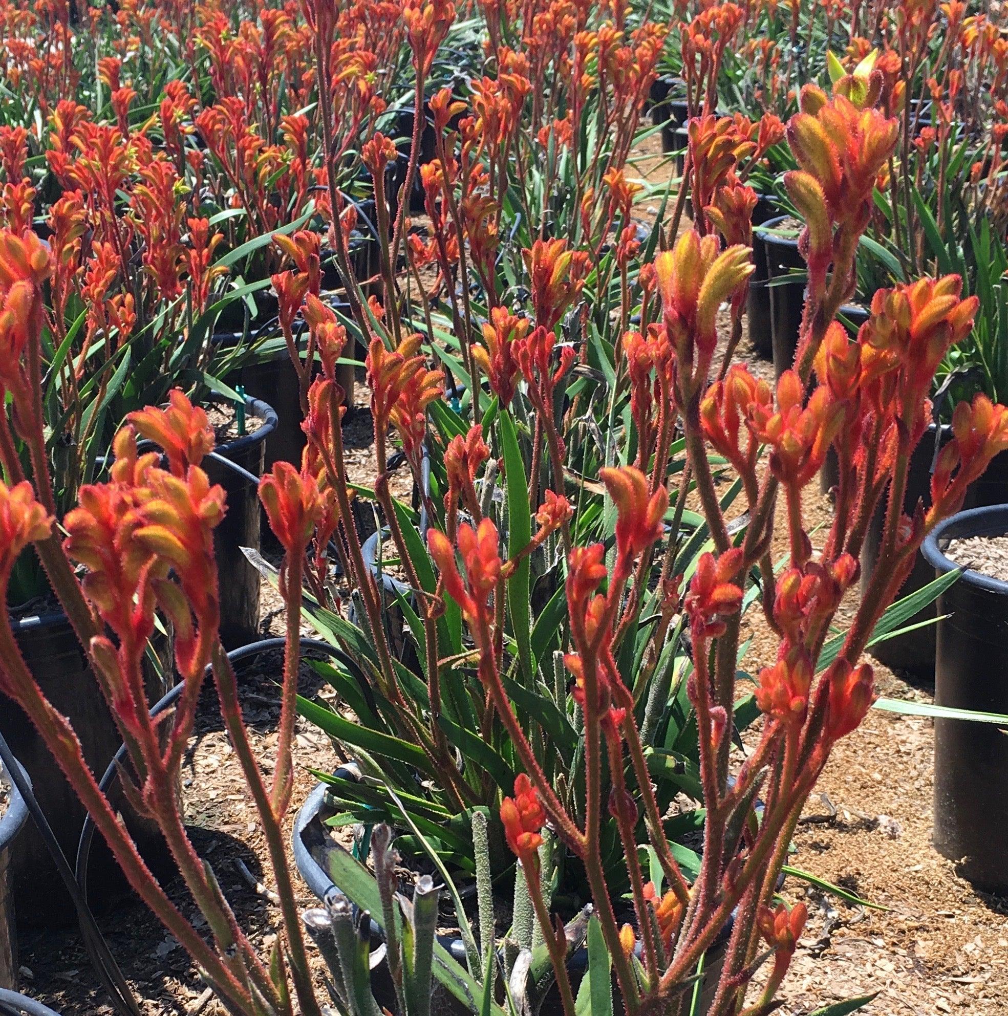 kangaroo palm plant Kangaroo Paw (Anigozanthos)