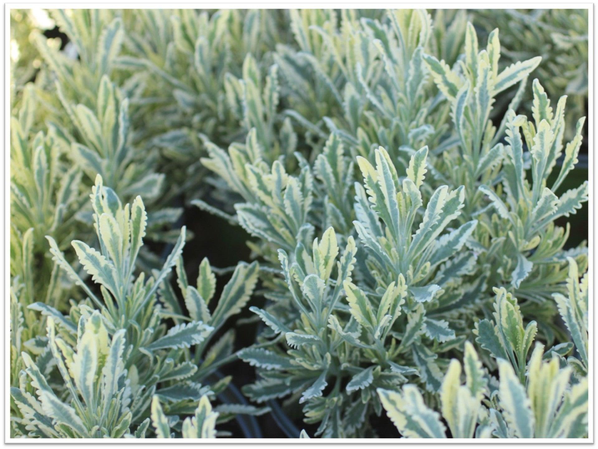 variegated lavender plants Meerlo Lavender (Lavandula X Allardii 'MEERLO') – Yardwork