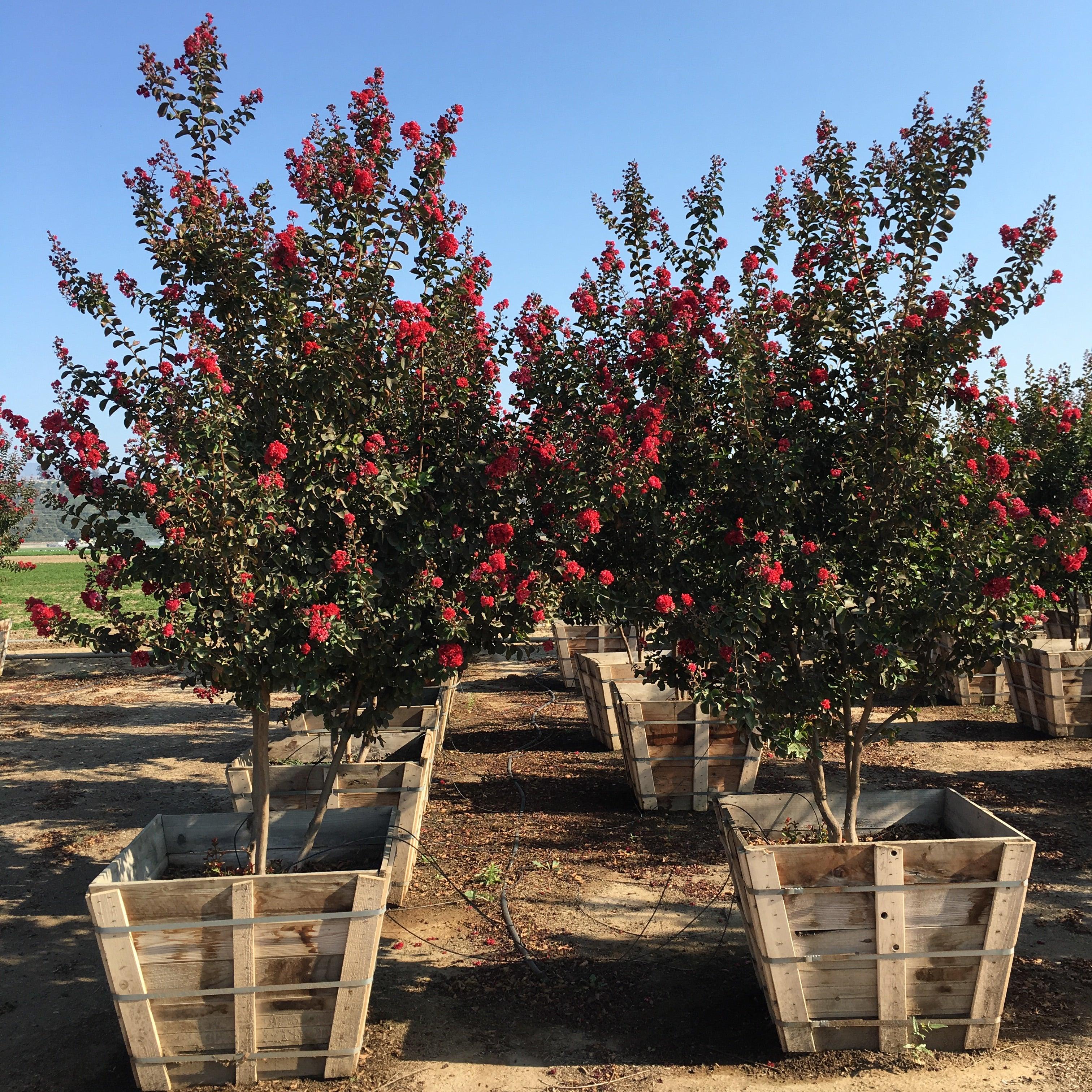 red tree① Red Crape Myrtle Tree (Lagerstroemia indica x fauriei