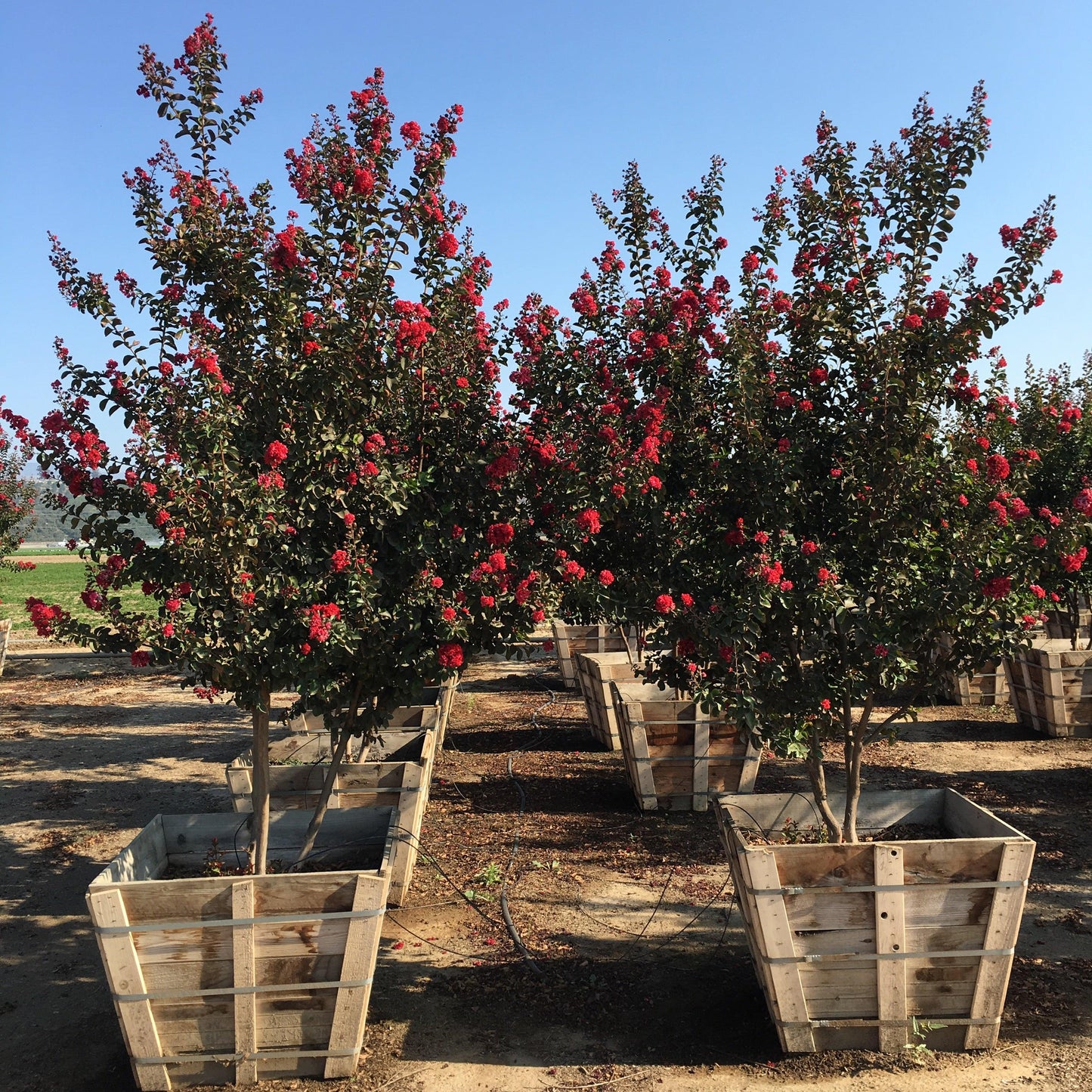 Red Crape Myrtle (Lagerstroemia indica x fauriei ‘Arapaho’)