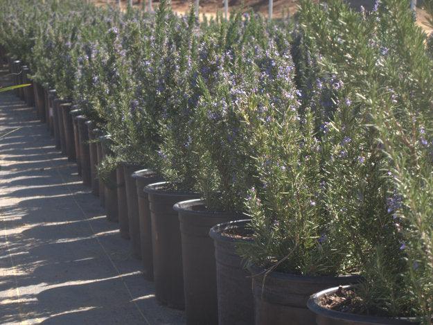 large potted rosemary plant Rosemary