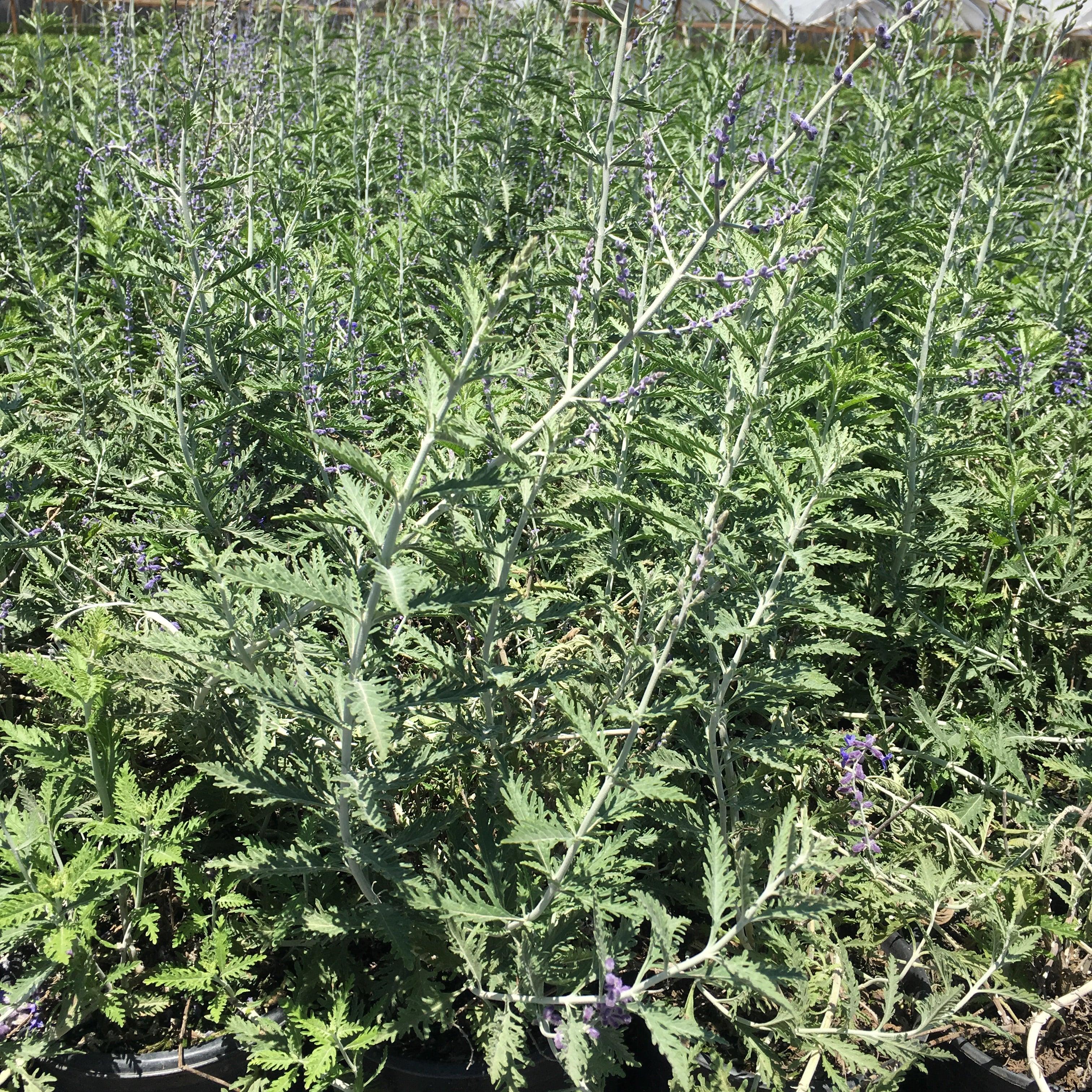 Russian Sage (Perovskia atriplicifolia) – Yardwork
