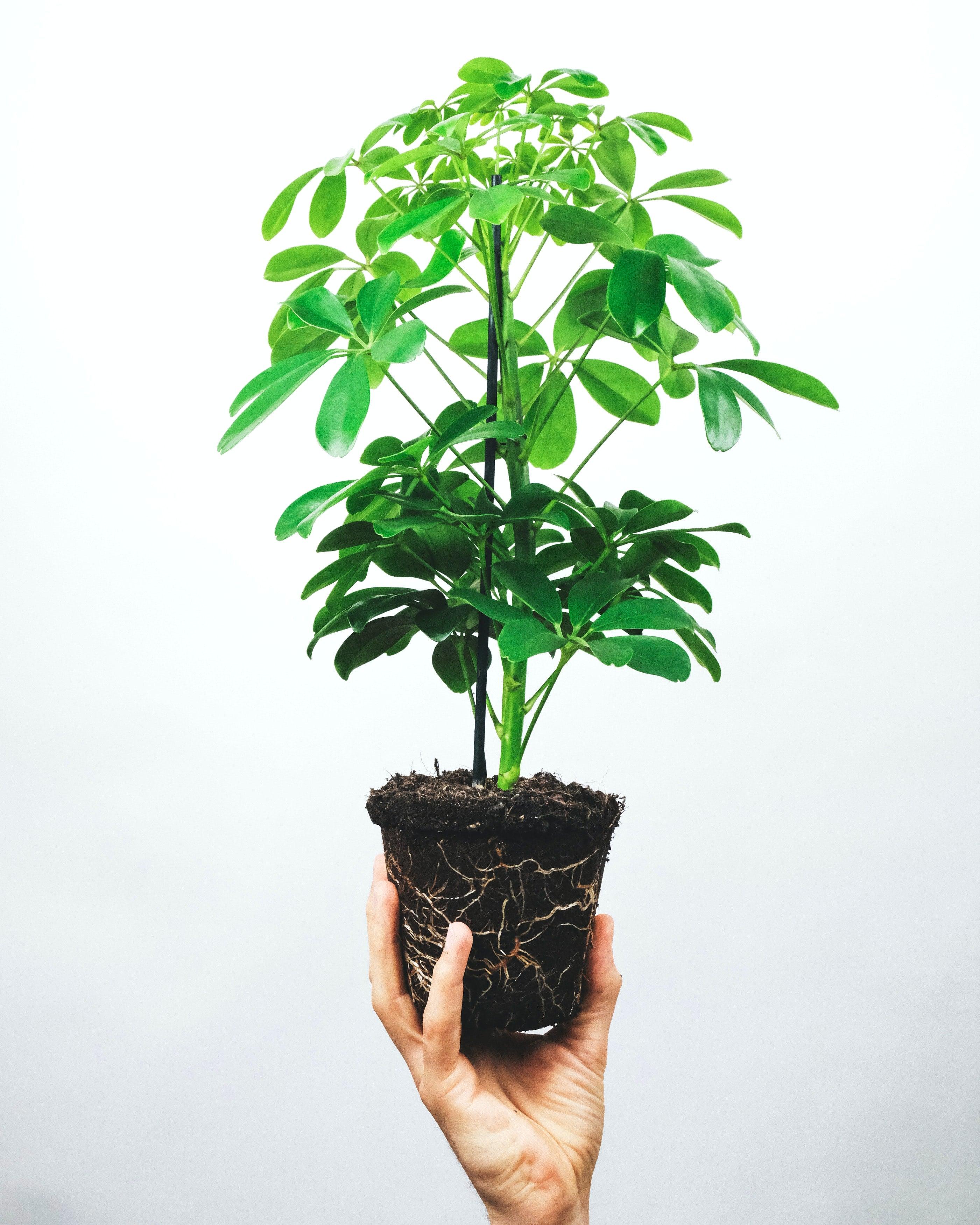 schefflera arboricola bouture Schefflera Arboricola – Yardwork