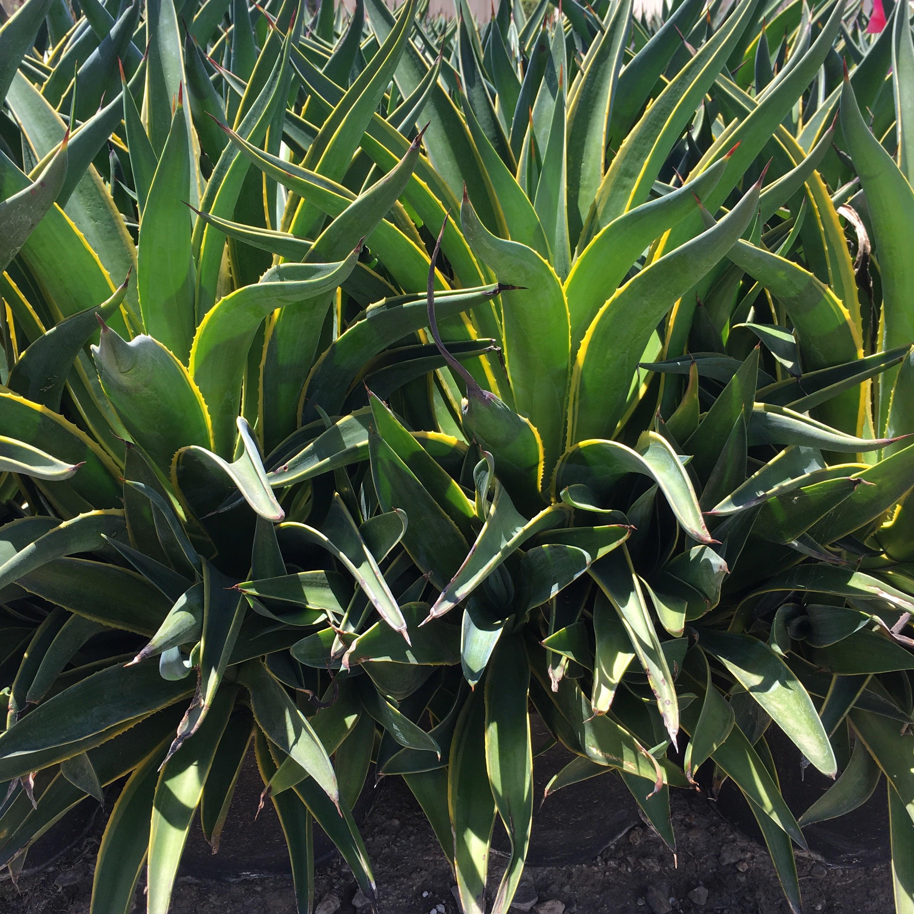 Smooth Century Plant (Agave Desmettiana)