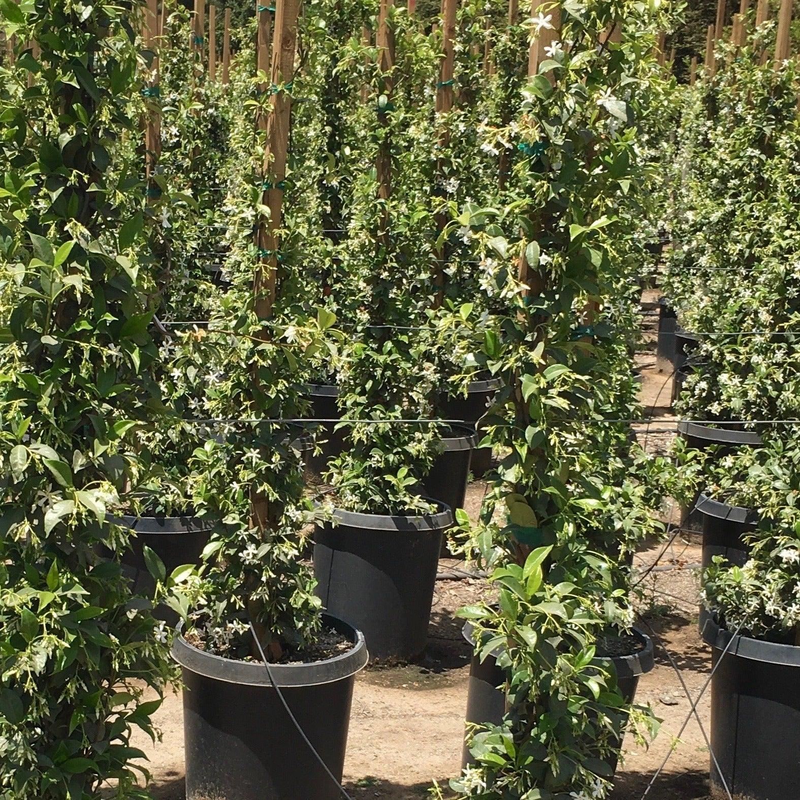 Star Jasmine (Trachelospermum Jasminoides) – Yardwork