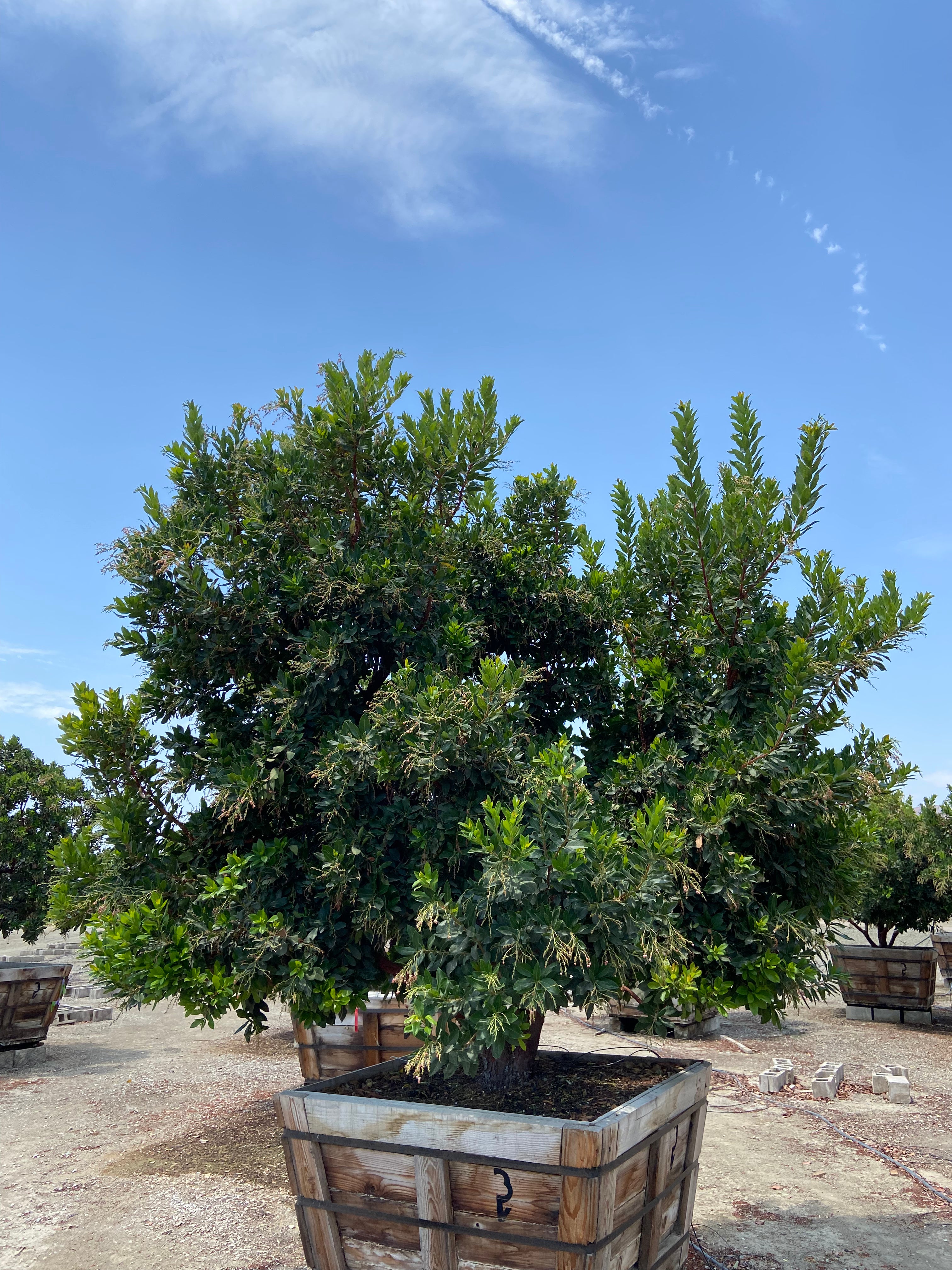 strawberry and cream rubber tree Strawberry Tree