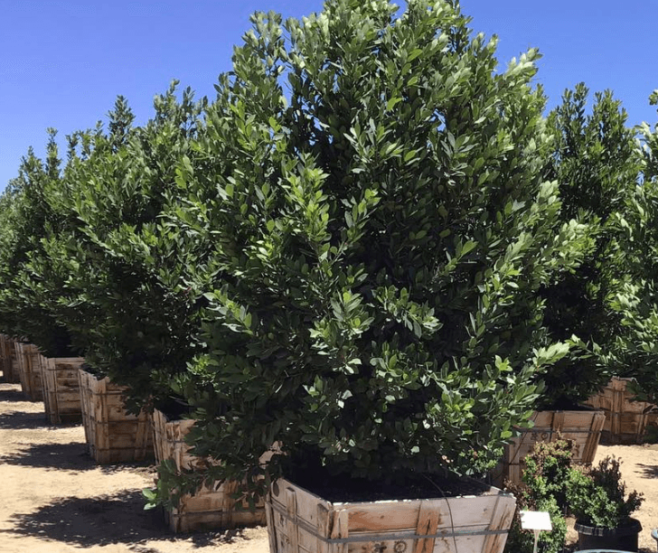 bay laurel hedge plants Bay Laurel (Laurus Nobilis)