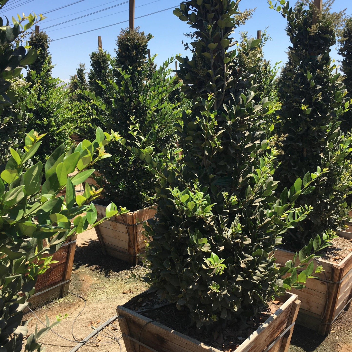 Waxleaf Privet (Ligustrum japonicum ‘Texanum’) - Pulled Nursery