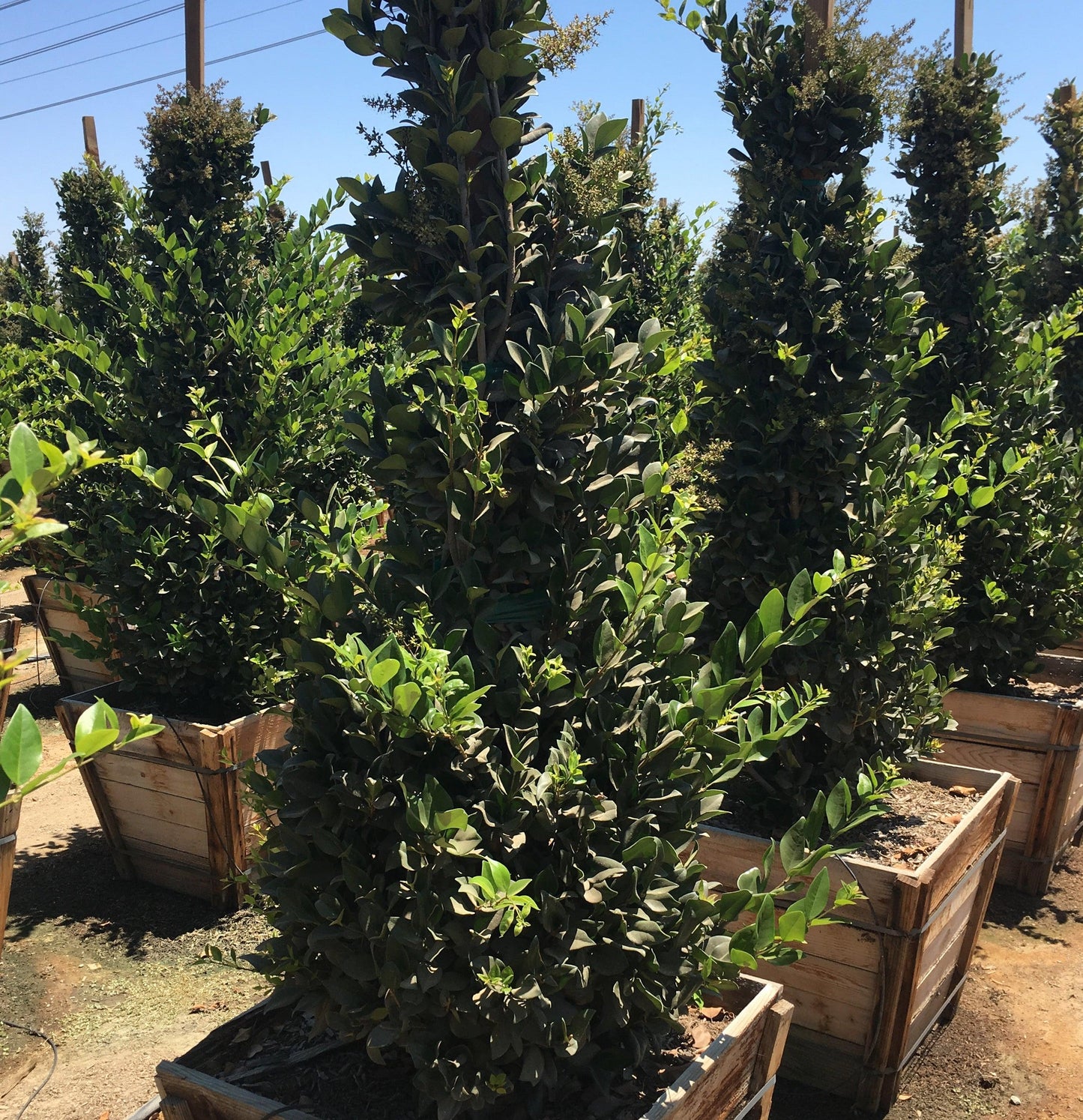 Waxleaf Privet (Ligustrum japonicum ‘Texanum’) - Pulled Nursery