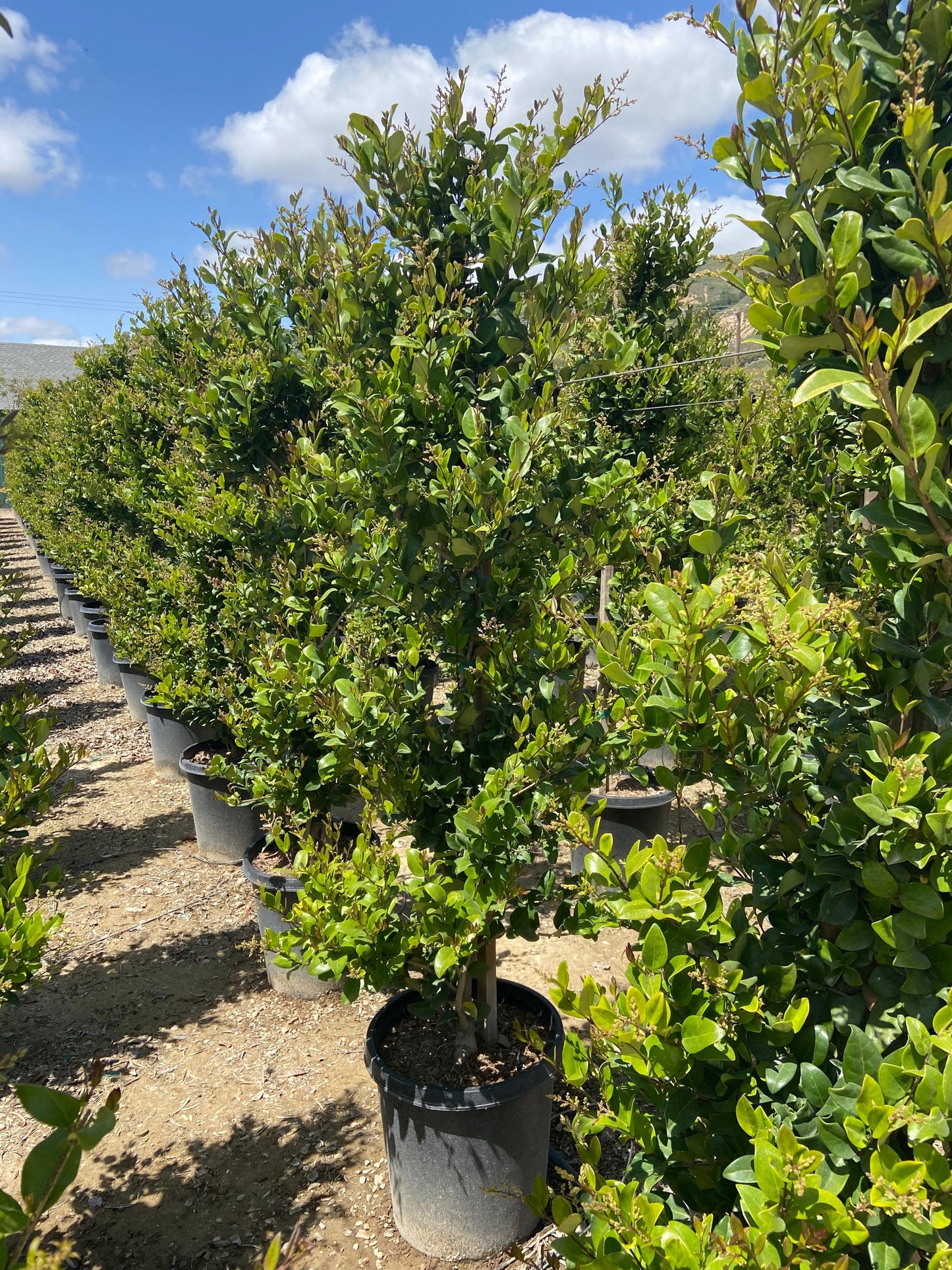 Waxleaf Privet (Ligustrum japonicum ‘Texanum’) - Pulled Nursery