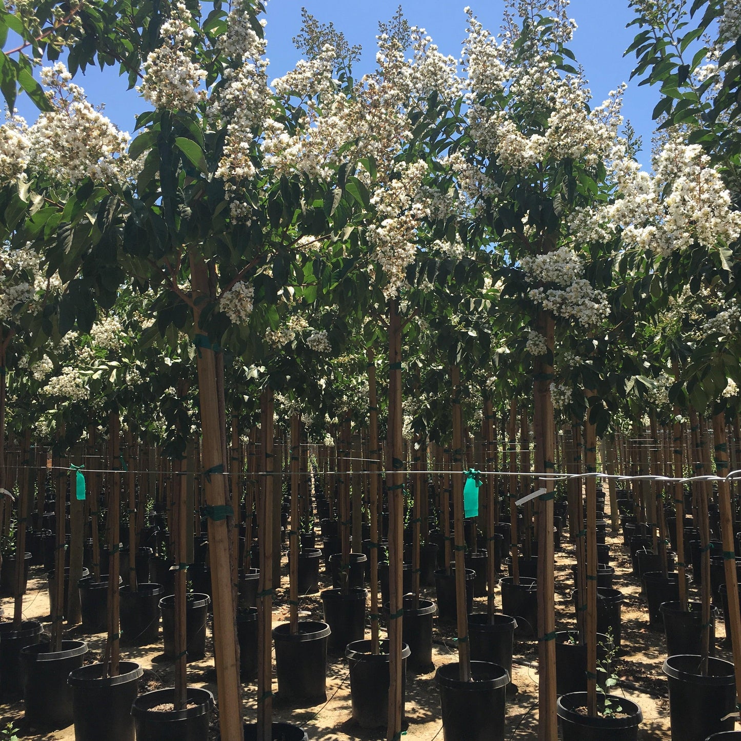 White Crape Myrtle (Lagerstroemia indica x fauriei ‘Natchez’)