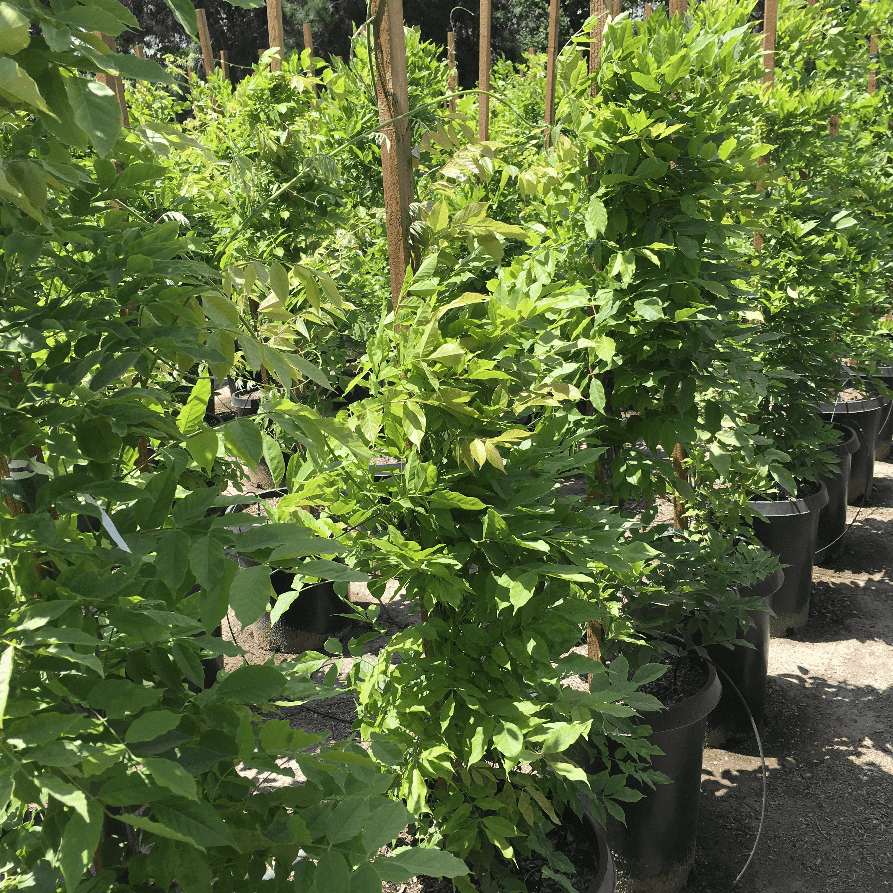 best herbicide for wisteria Wisteria Tree – Yardwork