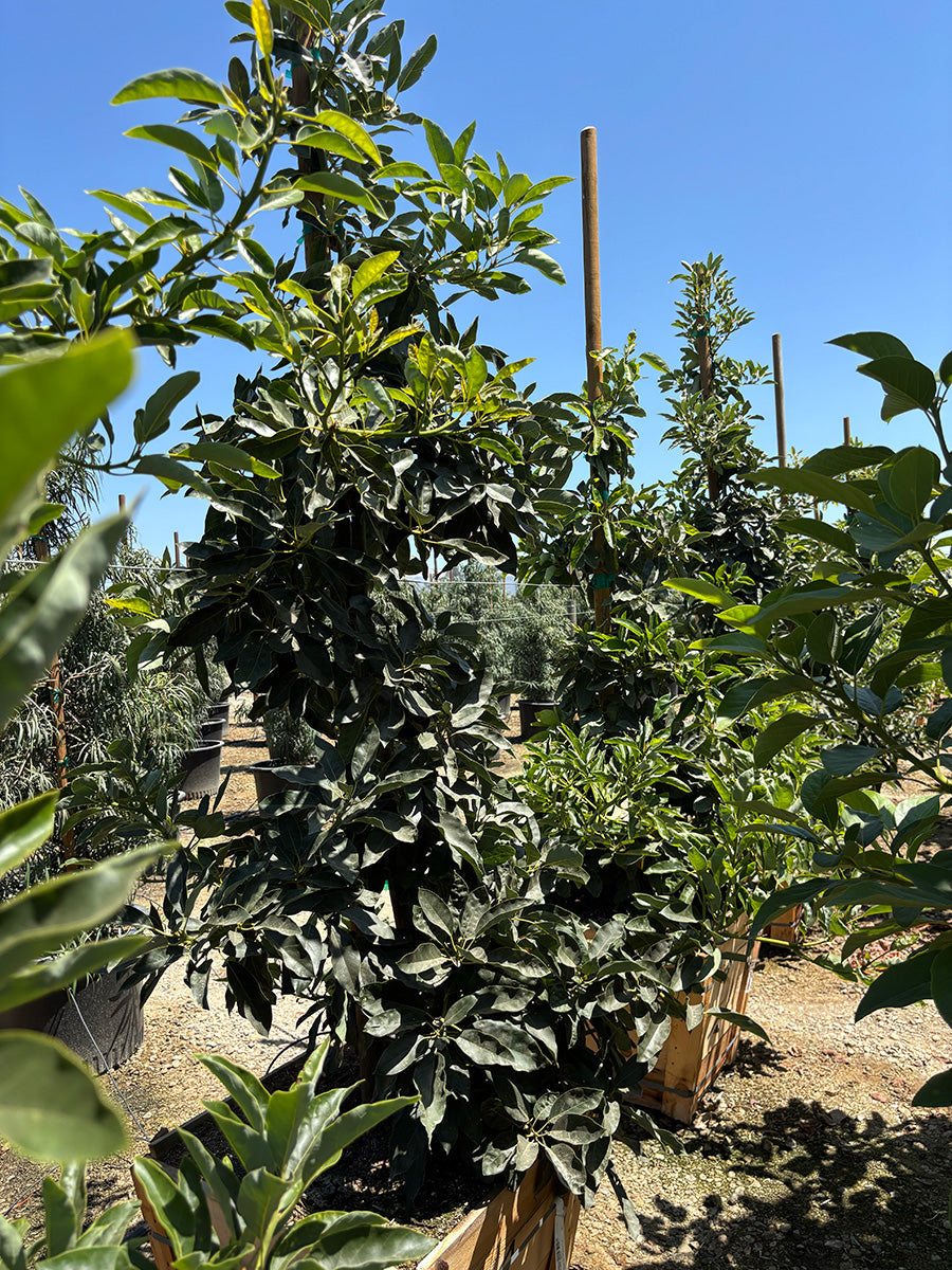What Does An Avocado Tree Look Like