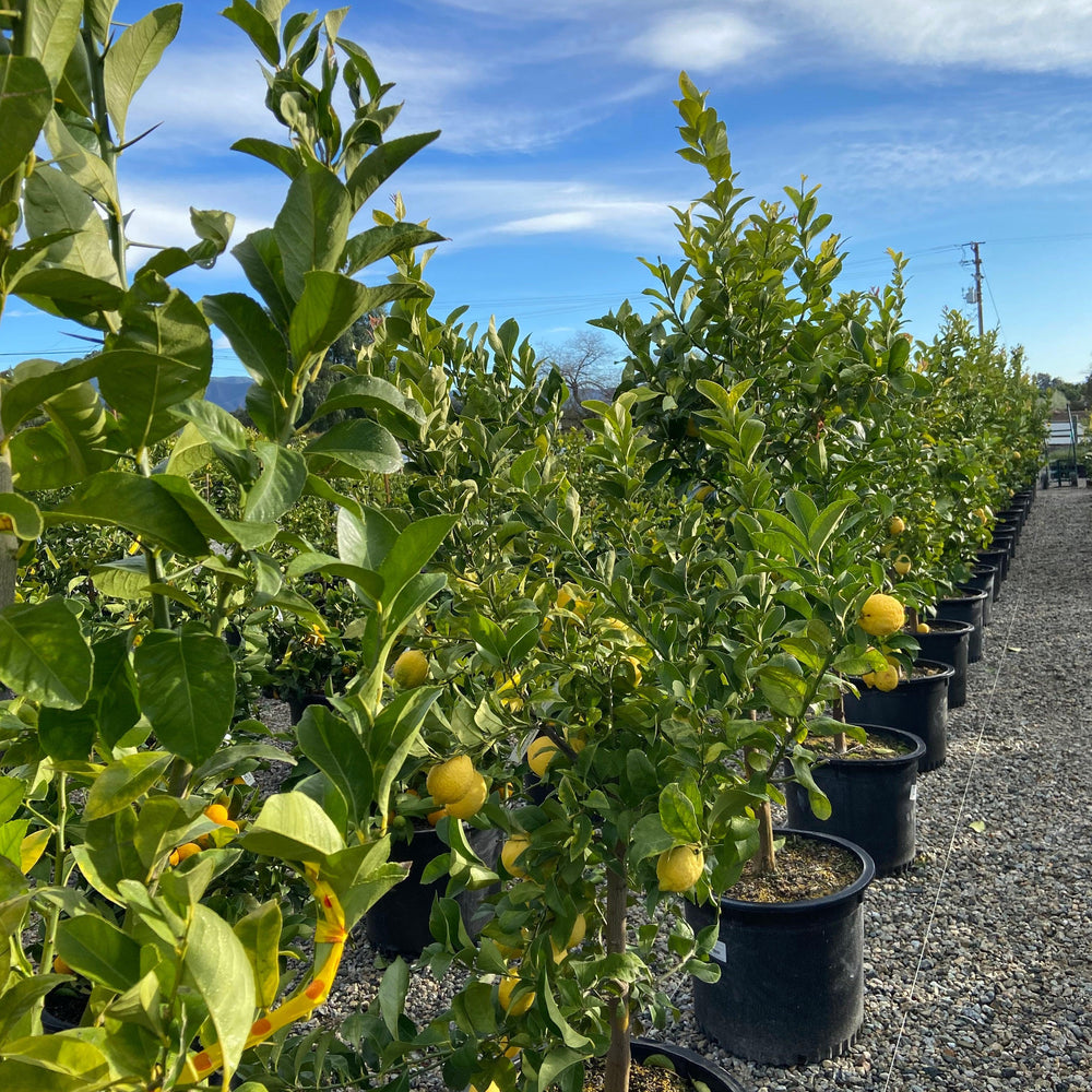 Lemon Trees 101: How to Grow Citrus in California | Yardwork