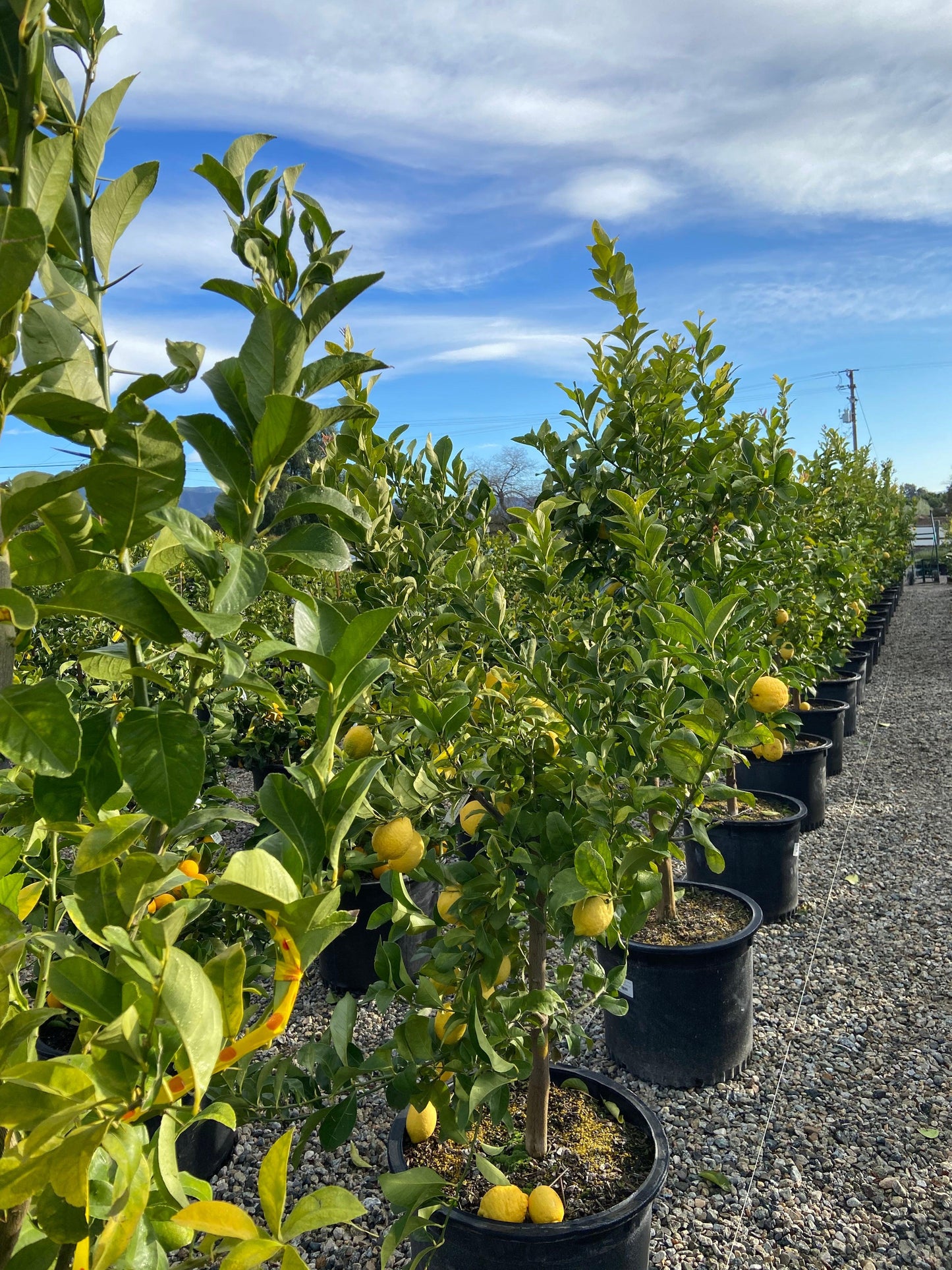 Lemon Trees 101: Growing Citrus in California