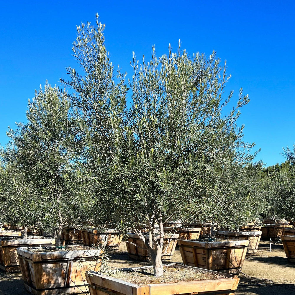4 Best Fruitless Olive Trees for Elegant Landscaping | Yardwork